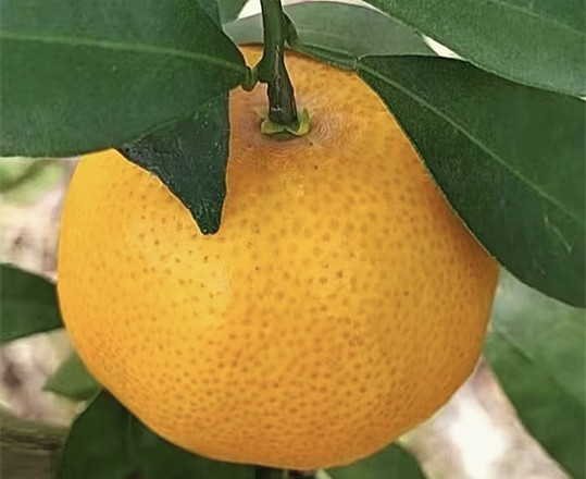 爱媛153柑橘